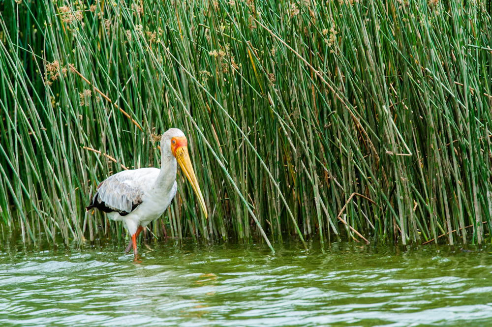 lake mburo National park